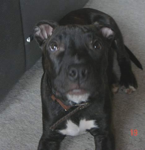 Amerikansk staffordshire terrier ASLAN billede 12