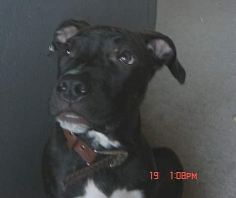 Amerikansk staffordshire terrier ASLAN billede 13