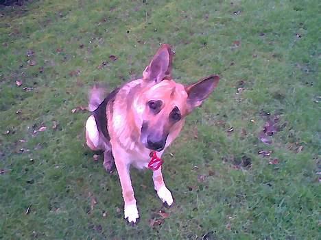 Schæferhund Viktor - har selv lavet det billede 18