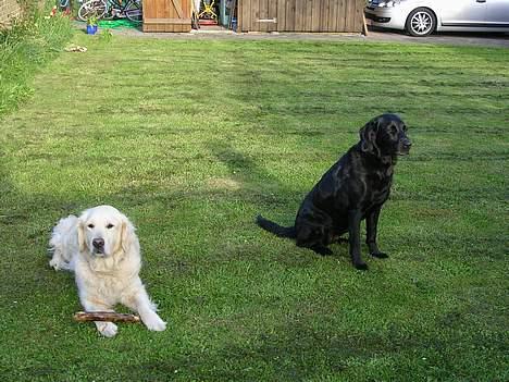 Labrador retriever Emma - Emma og hendes bedste veninde Silke billede 1