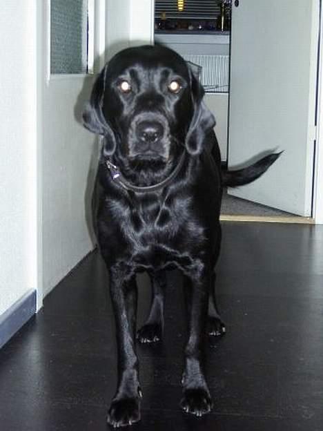 Labrador retriever Emma - Sådan så Emma ud da hun var ca 3 år.. billede 2