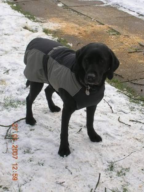 Labrador retriever Emma - Sådan ser Emma ud om vinteren billede 3