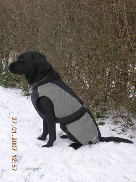 Labrador retriever Emma - Sådan ser Emma ud om vinteren billede 4