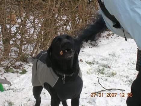 Labrador retriever Emma - Og sådan ser Emma ud når hun trækker pind med min søster! billede 5