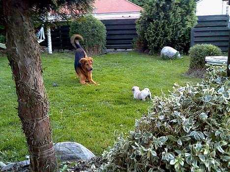 Mops Elton John - Elton leger med sin bedste ven billede 8