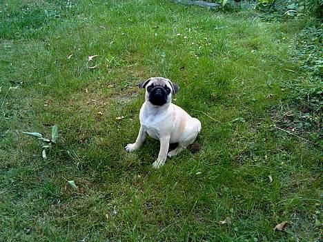 Mops Elton John - Jeg poserer lige lidt, er det ok? billede 9