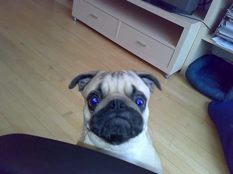 Mops Elton John - så er det altså nu far! billede 10