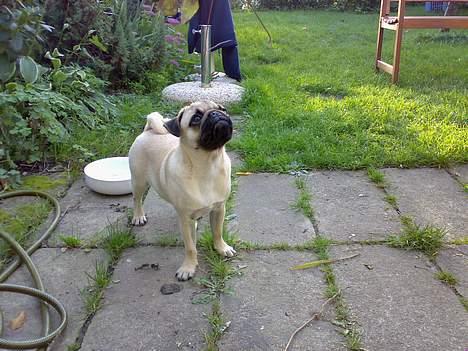 Mops Elton John - hvad mon han tænker på? billede 11