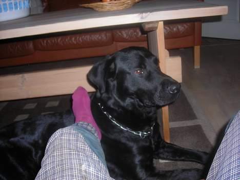 Labrador retriever king ( R.I.P <3 aflivet) - cilles fod og mit hovede billede 4