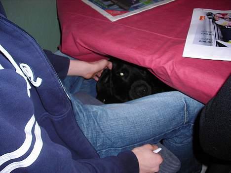 Labrador retriever king ( R.I.P <3 aflivet) - øvvv du fandt miig billede 5