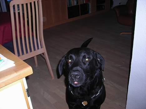 Labrador retriever king ( R.I.P <3 aflivet) - ka du se miin fine tunge:P billede 6