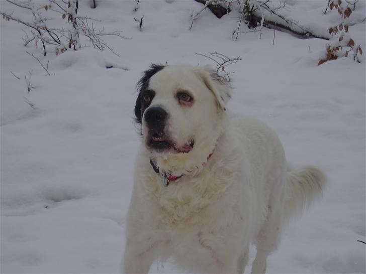 Blanding af racer Emma* himmelhund* - Så er vi lige i skoven (1-1-2010) billede 20