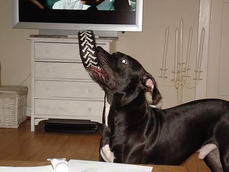 Amerikansk staffordshire terrier Miglo billede 10