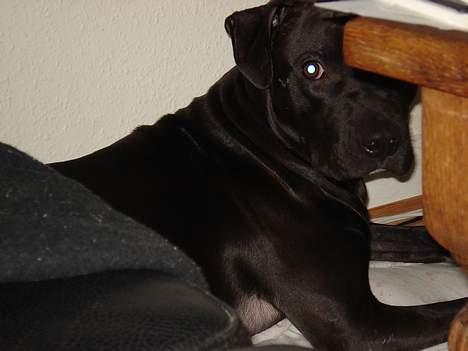 Amerikansk staffordshire terrier Miglo billede 11