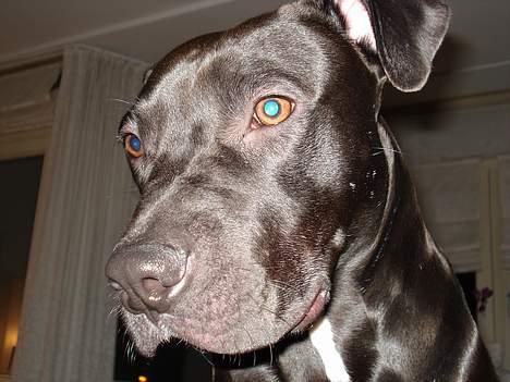 Amerikansk staffordshire terrier Miglo billede 12