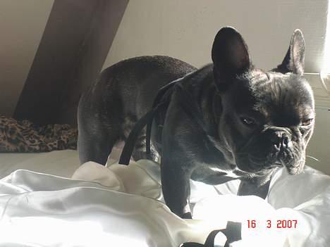 Fransk bulldog King billede 9