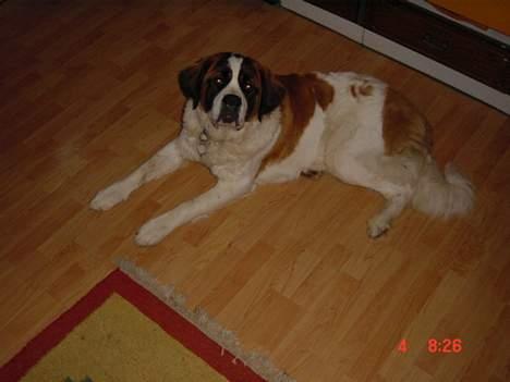 Sankt bernhardshund Daisy - Her er Daisy ikke ret gammel ;=) billede 17