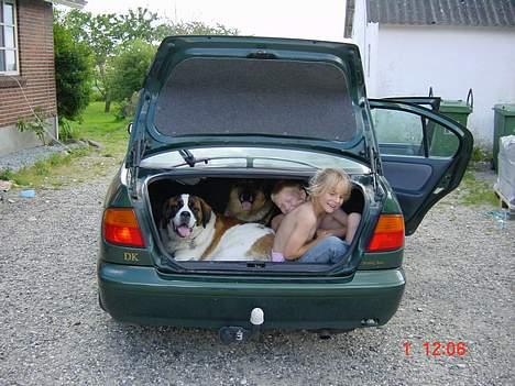 Sankt bernhardshund Daisy - Her kan man så se hvor mange der kan være i en nissan..-;) Vores 2 børn og Daisy og vores gamle hund Trine som var en schæfer.,-) billede 18