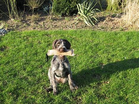 Ruhåret hønsehund <33Fie<33 billede 9