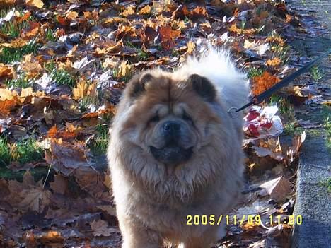 Chow chow Svande - Ude at gå en tur til efteråret billede 1