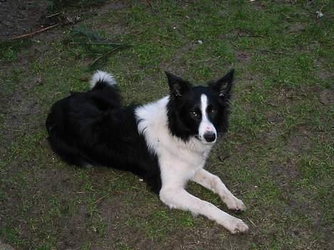 Border collie TESSA - skal jeg bare vente her billede 1