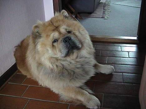 Chow chow Svande - "Hvad laver du nu??" billede 2