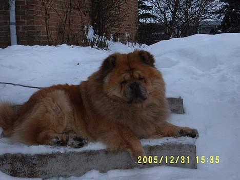 Chow chow Svande - Meget doven efter en lang tur i sneen. billede 3