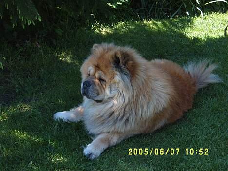 Chow chow Svande - Udenfor ved hans træ hvor han altid ligger og slapper af. billede 5