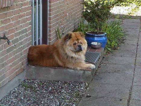 Chow chow Svande - Hjemme ved mine forældre. billede 6