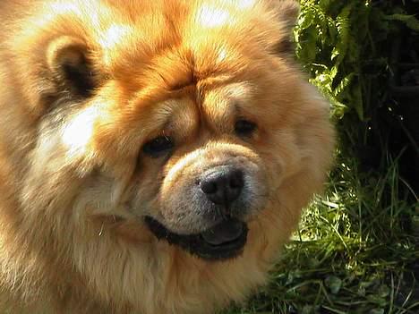 Chow chow Svande - Dejlig sommerdag, hvor Svande stod og pjattede ved fiskedammen. billede 7