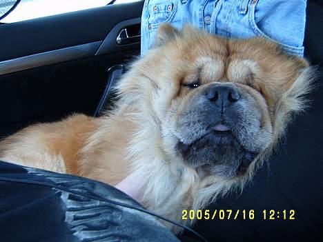 Chow chow Svande - Haha, jeg elsker dette billede. Svande og jeg sad bag i en bil da vi kørte til Polen, og så skabte han sig lidt! billede 8