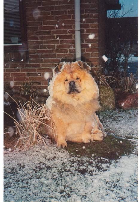 Chow chow Svande - Smuk vinter. Svande elsker at ligge udenfor i sne. billede 9