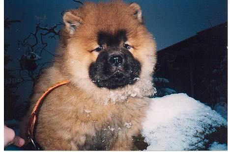 Chow chow Svande - Svande som hvalp! Tror billedet blev taget 2-3 dage efter vi havde fået ham hjem. billede 10