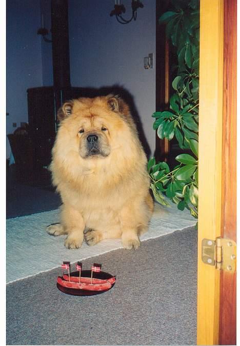 Chow chow Svande - Svande´s fødselsdag. Han skal da også have en gave..! billede 11