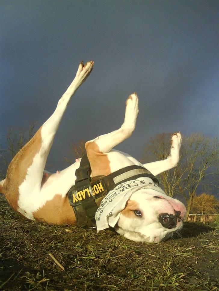 Amerikansk bulldog Kettners Ea´s Bella - Skøøønt.. billede 1