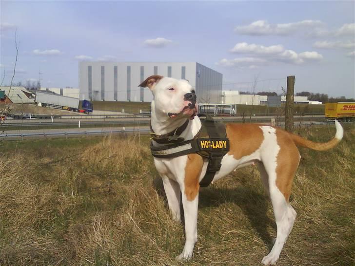 Amerikansk bulldog Kettners Ea´s Bella - Hot-Lady... billede 2