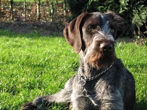 Ruhåret hønsehund <33Fie<33 billede 10