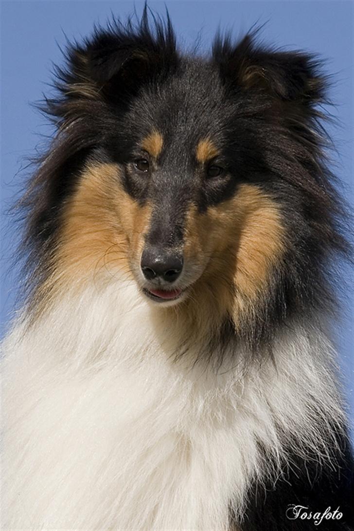 Collie langhåret Andrea billede 1