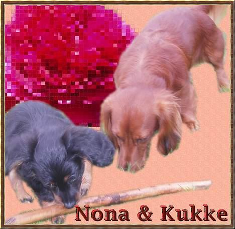 Dværggravhund Kuksi billede 19