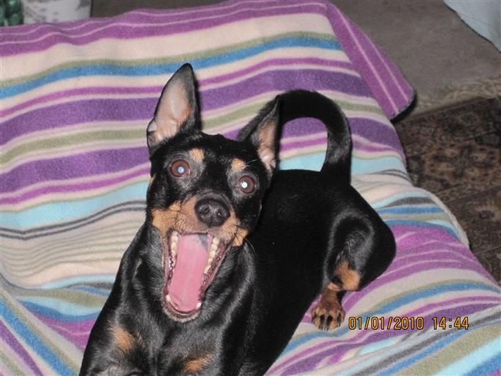 Dvaergpinscher  Rødkildes Tjalfe - se den lille fyrs fine tænder. han gaber. tror han er lidt træt billede 3