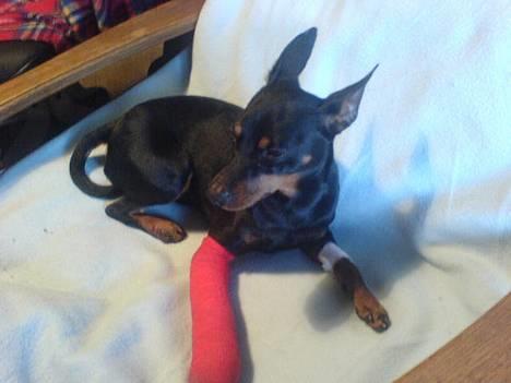 Dvaergpinscher  Rødkildes Tjalfe - han er lige vågnet billede 4