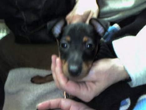 Dvaergpinscher  Rødkildes Tjalfe - vi har lige hentet ham han er 8uger gammel billede 5
