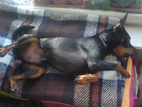 Dvaergpinscher  Rødkildes Tjalfe - det lille pus billede 6