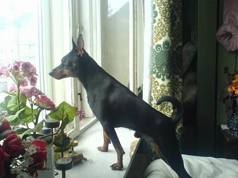 Dvaergpinscher  Rødkildes Tjalfe - jeg kan se en hund hvorfor kan den ikk høre mig GØ billede 7
