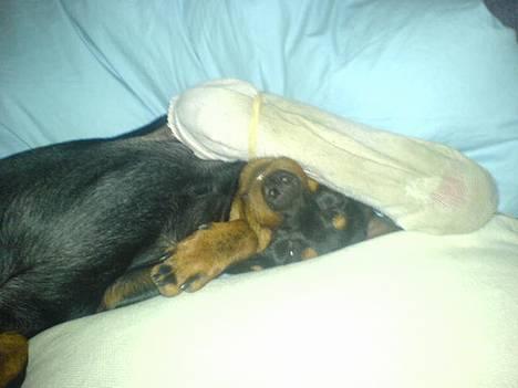 Dvaergpinscher  Rødkildes Tjalfe - se han ved ikk hvordan han skal ligge for han kan ikk ligge på højre side for han er brækket benet billede 8