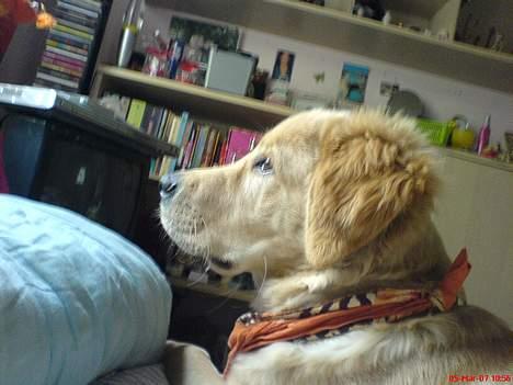 Golden retriever Bamse - er jeg ikk bare sej billede 1