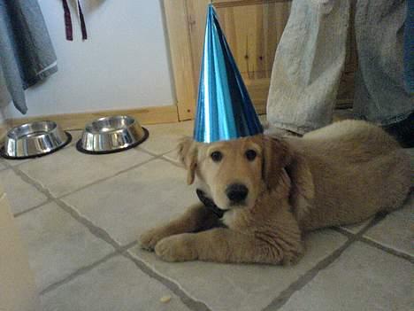 Golden retriever Bamse - Bamse nytårs aften billede 2