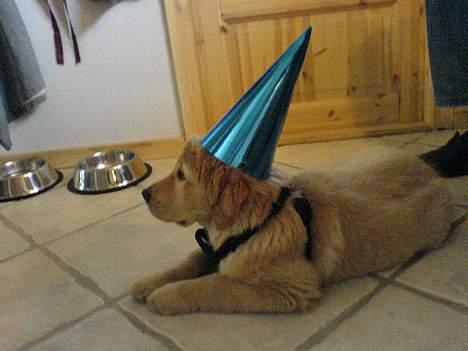 Golden retriever Bamse - Bamse nytårs aften<3  billede 3