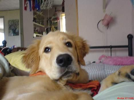Golden retriever Bamse - hehe den lille gavtyv billede 4