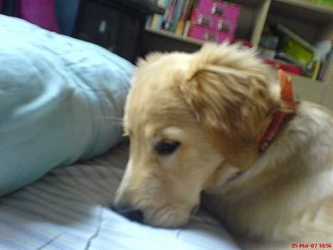 Golden retriever Bamse - lille Bamse er en genert hund<3 billede 5